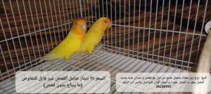 للبيع زوج روز ممتاز ممتاز منتج من قبل التفاصيل في الصوره