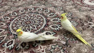 Cockatiel males with accessories for 50