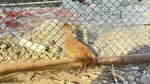 البيع صفرد بكستاني
