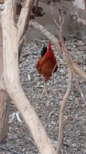 ديكة للبيع على 3  ريال