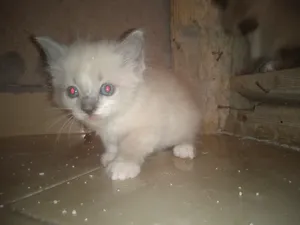 Siamese3