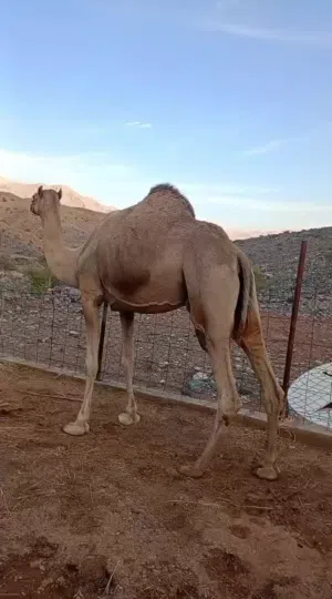 البيع ناقه تحته بكره