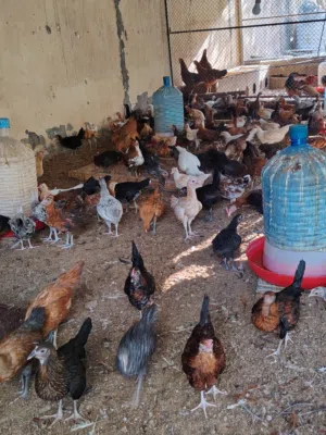 دجاج محلي احجام كبيرة