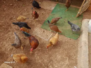دجاج بلدي بياض كفاله صحه ونظافه مقنوي
