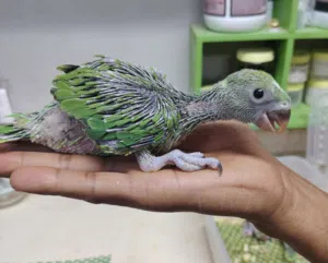 ببغاء دره أليف مناسب للأطفال