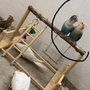 1lovebird rose 1 fisher beautiful colour and active