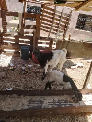 سخلع وراها جدي اول والده
