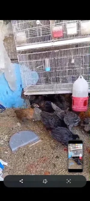 فرخات للبيع