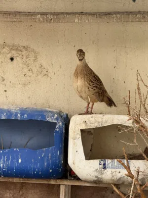 مطلوب صفرد باكستاني الوصف مهم