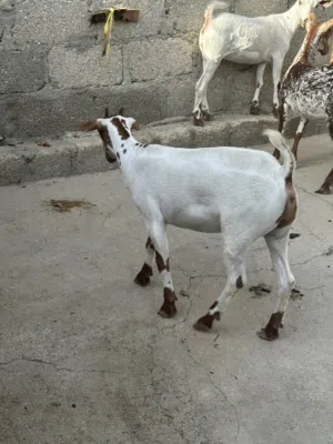 أغنام محليات للبيع