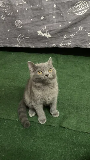 British Shorthair Kitten