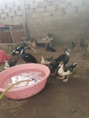 بط سوداني للبيع