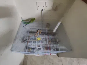 5 birds with cage for sell
