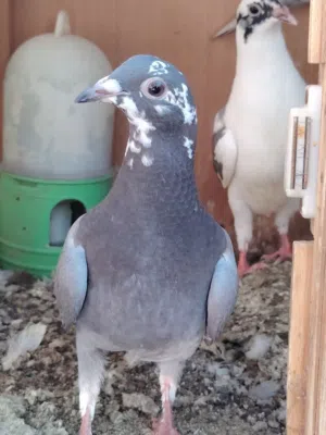 زواجل مخاايف ولوت  وتك فحل ستلايت
