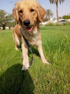 female Golden Retriever for mating
