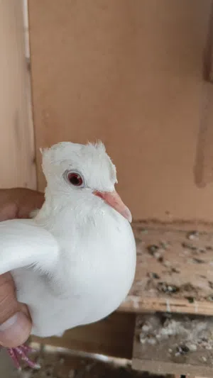حمام رسائل منتج 4حبات