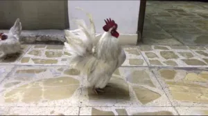 دجاج فرنسي ابيض زاحف