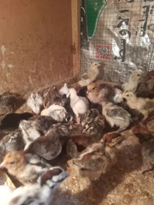 افراخ دجاج عرب عمر أسبوعين ملقحات ونشطات زوج 3
