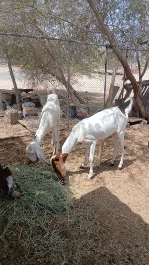 للبيع حلال باكستاني