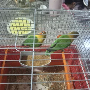 جوز روز وجوز فشر