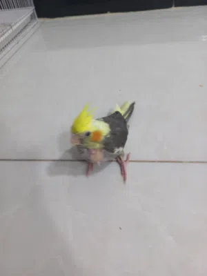 سلام عليكم عندي طير كوكتيل سعره 30وبي مجال صحته كلش زينه