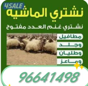 نشتري غنم وماعز مراح والعدد مفتوح