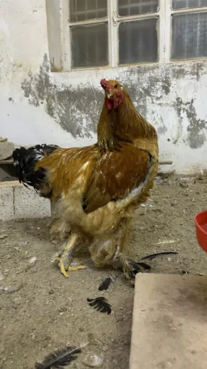 دجاج براهما بف اصلي