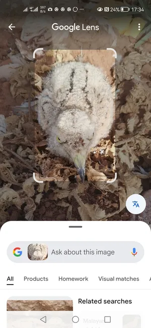 Parrots0