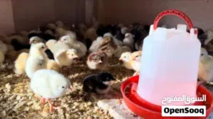 متاح صيصان بلدي بصلاة على النبي العمر سبوعين موجود كميات