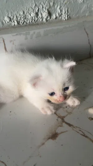 قطط صغيره جميلات للغايه