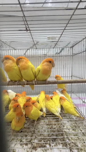 مجموعة طيور للبيع روز الاورنج ازواج محلية بصحة وعافية والكل الطيور منتجة وحجم ممتاز الحمدلله