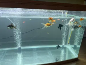 Fancy goldfish