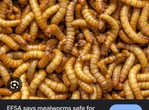 تواصل على واتساب او اتصال دود غبابي حي حجم كبير وصغير ومناسب لجميع طيور الحيوانات والاسماك