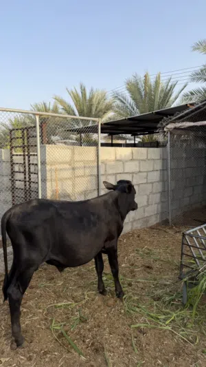 عجل  ظفاري