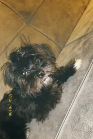 كلية اثنى شيتزو