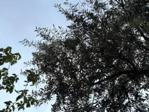 Farm Land for Sale in Salt Al Balqa'