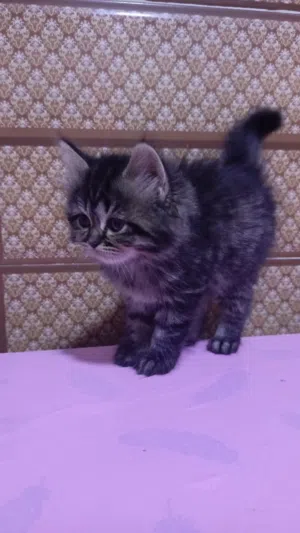 قطه للبيع لاعوبه وصحة جيده