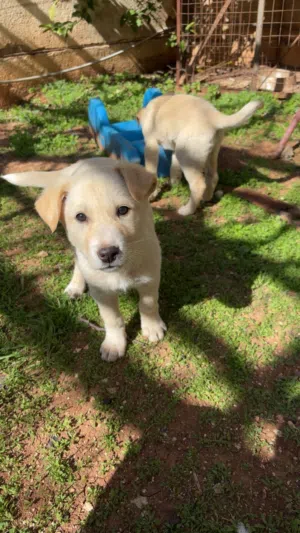 لارادور جراو labrador puppies