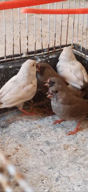 شاركول مكس انتاح بيصفو