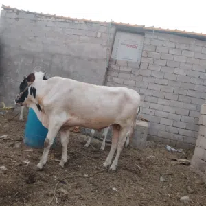 عجل سمتال الماني اصلي
