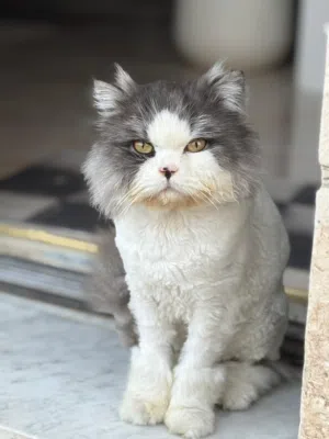 قط ذكر للتبني