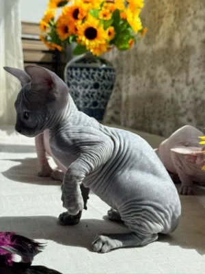 Sphinx kittens القط الفرعوني