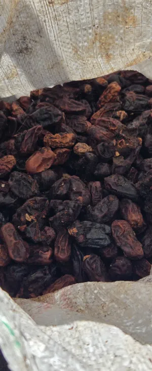 تمر نفيعة للحيوانات