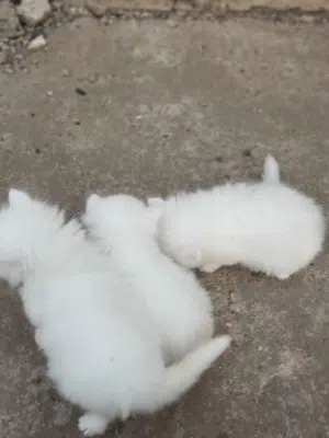 قطط صغيره للبيع