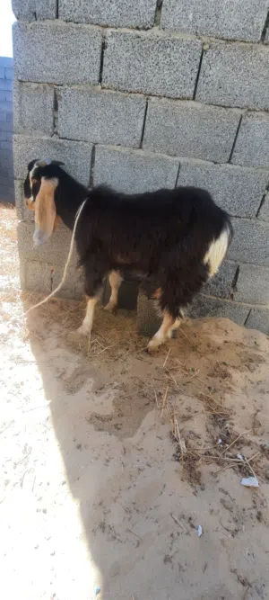 جدي موس للبيع