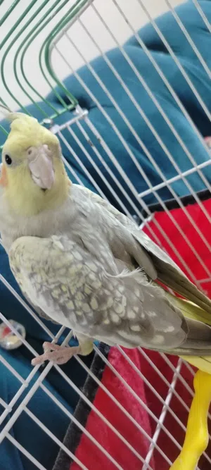 انثى كوكتيل