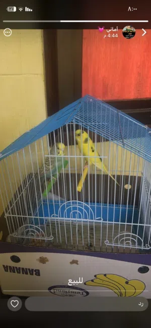 للبيع طيور