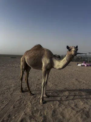 للبيع بكرة لقيه تربع جذعه ابوه رداد وامه من بنات بويضاء وعليه اثبات