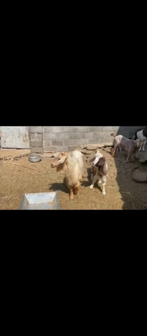 سخل جامودي أجلح أصل فحل