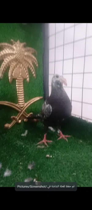 متاح فرخين فطام كشامره هومرات صلاة النبي الهم فيديو